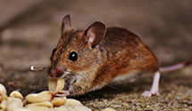 24 Hour & Emergency Exterminators in Eshbach, PA